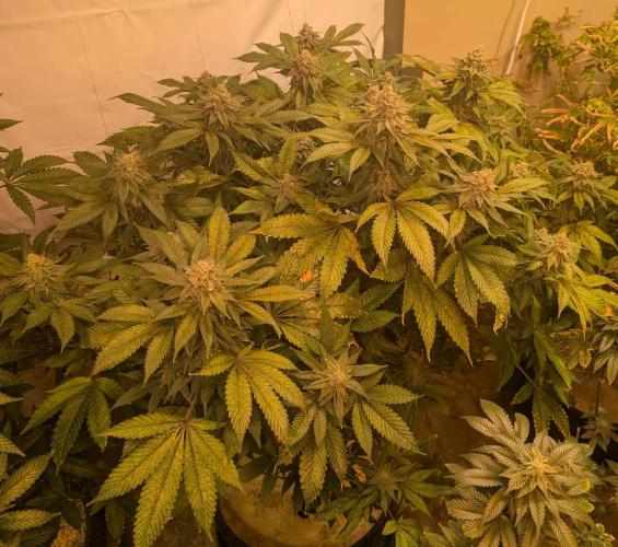 Fruity Pebbles. Week 22