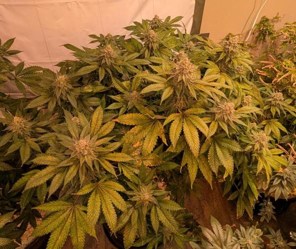 Fruity Pebbles. Week 22