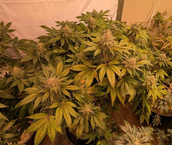 Fruity Pebbles. Week 22