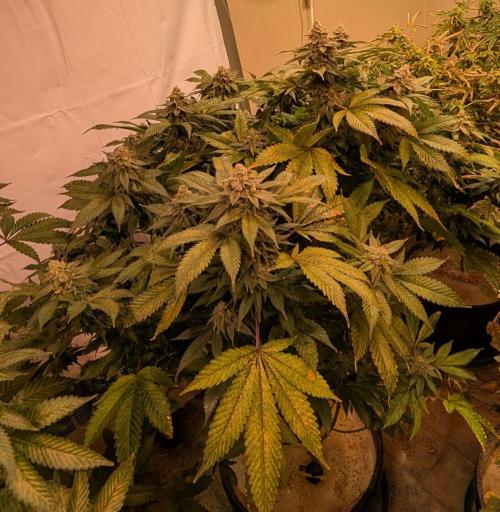Fruity Pebbles. Week 22
