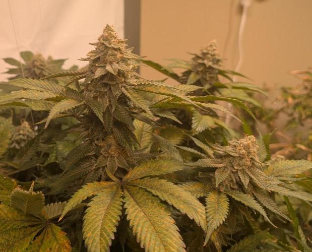 Fruity Pebbles. Week 22