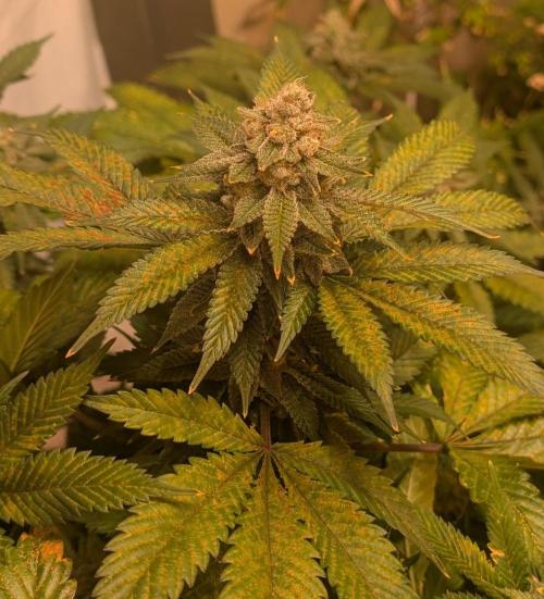 Fruity Pebbles. Week 22