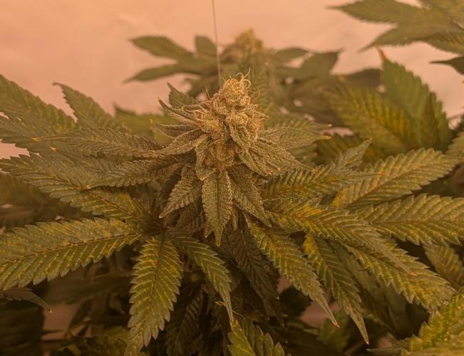 Fruity Pebbles. Week 22