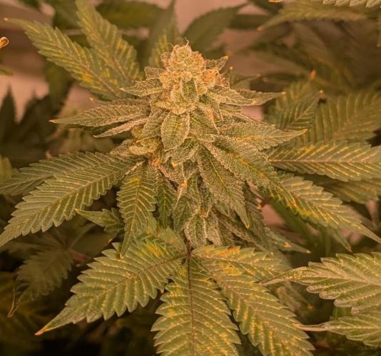 Fruity Pebbles. Week 22
