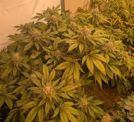 Fruity Pebbles. Week 22