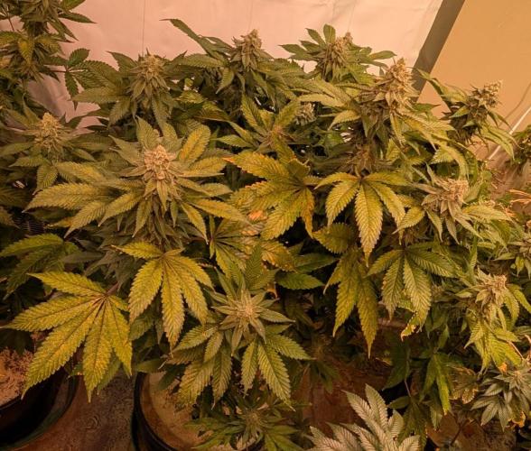 Fruity Pebbles. Week 22
