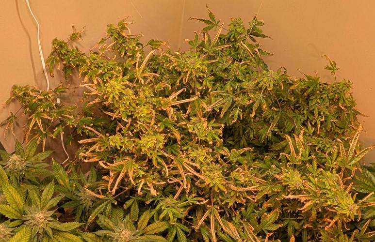 Gushers. Week 22