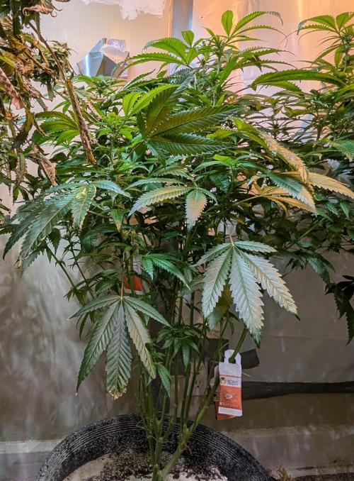 Pellezino Cookies. Week 22