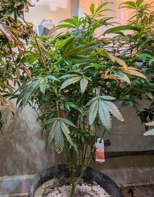 Pellezino Cookies. Week 22