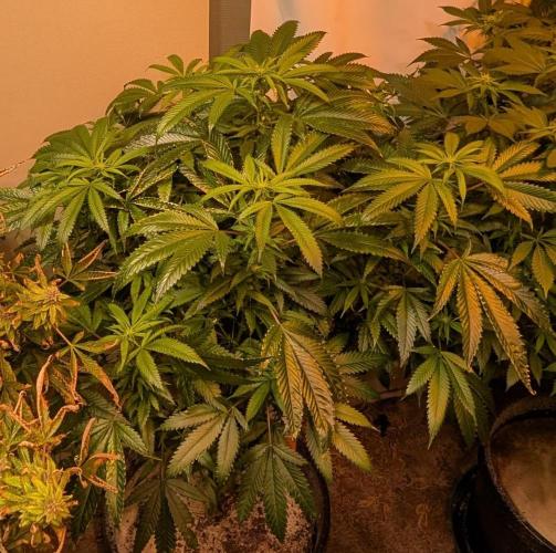 Pellezino Cookies. Week 22