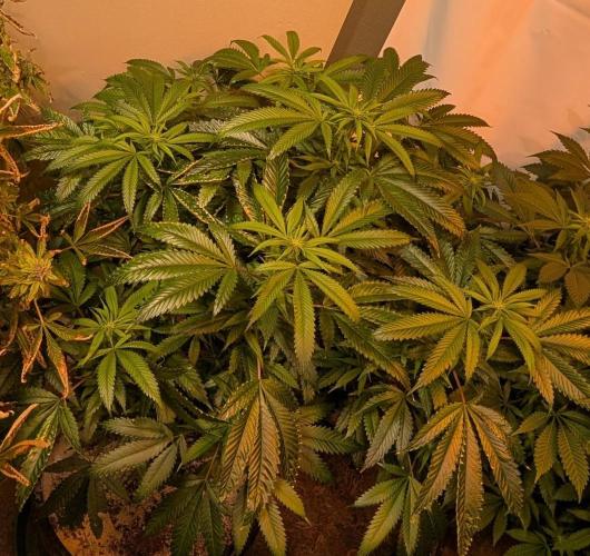 Pellezino Cookies. Week 22