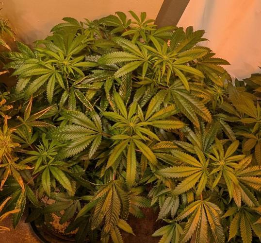 Pellezino Cookies. Week 22