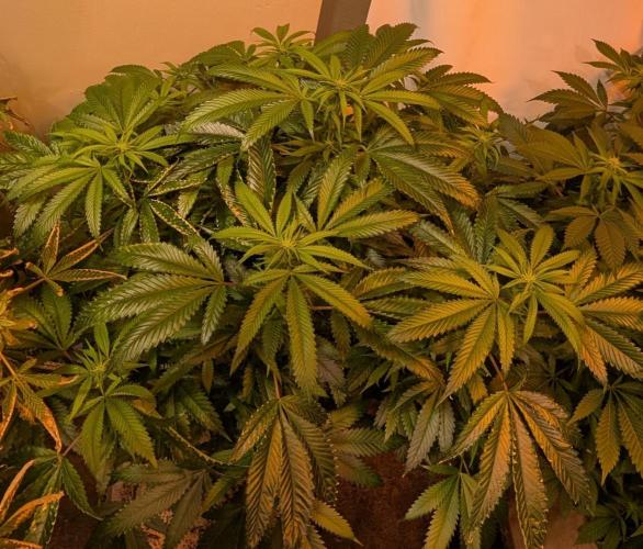 Pellezino Cookies. Week 22