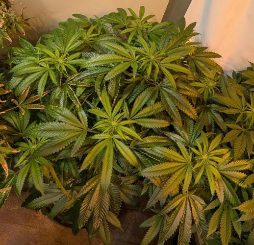 Pellezino Cookies. Week 22