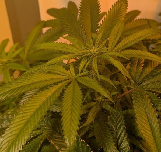 Pellezino Cookies. Week 22