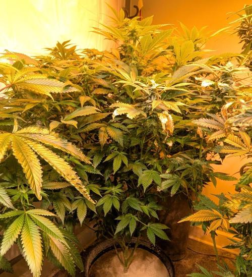 Forbidden Fruit. Week 22