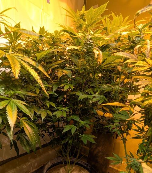 Forbidden Fruit. Week 22