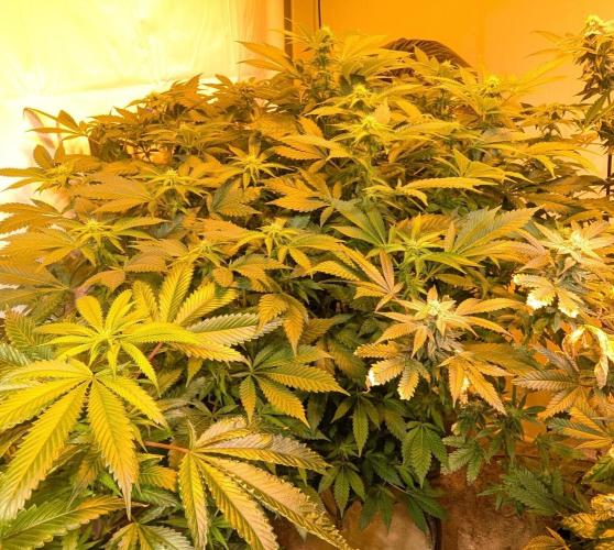 Forbidden Fruit. Week 22