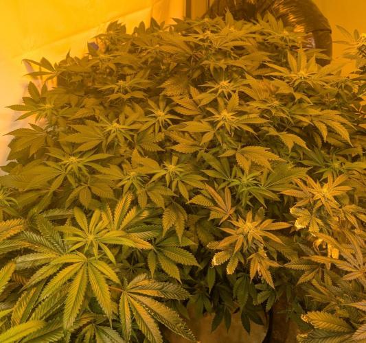 Forbidden Fruit. Week 22