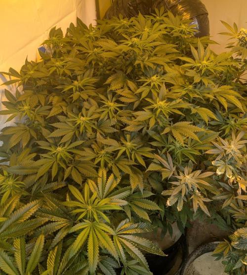 Forbidden Fruit. Week 22
