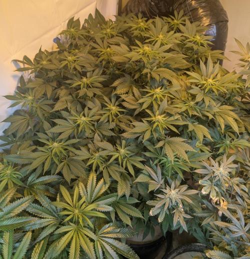 Forbidden Fruit. Week 22