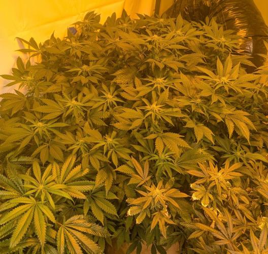 Forbidden Fruit. Week 22