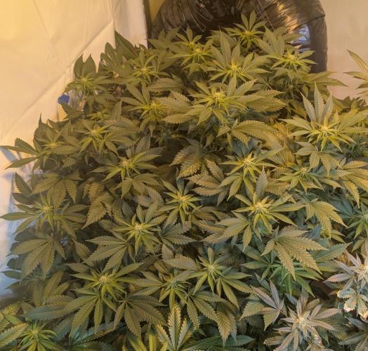 Forbidden Fruit. Week 22