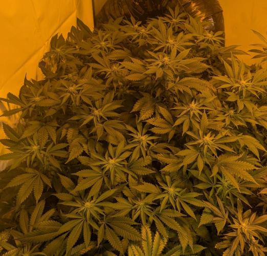 Forbidden Fruit. Week 22