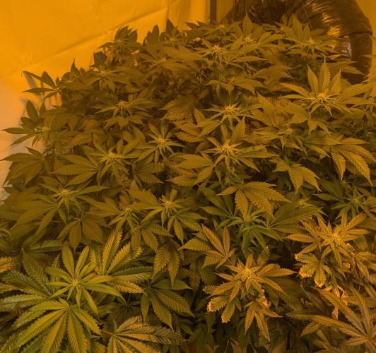 Forbidden Fruit. Week 22
