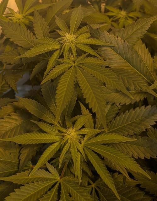 Forbidden Fruit. Week 22