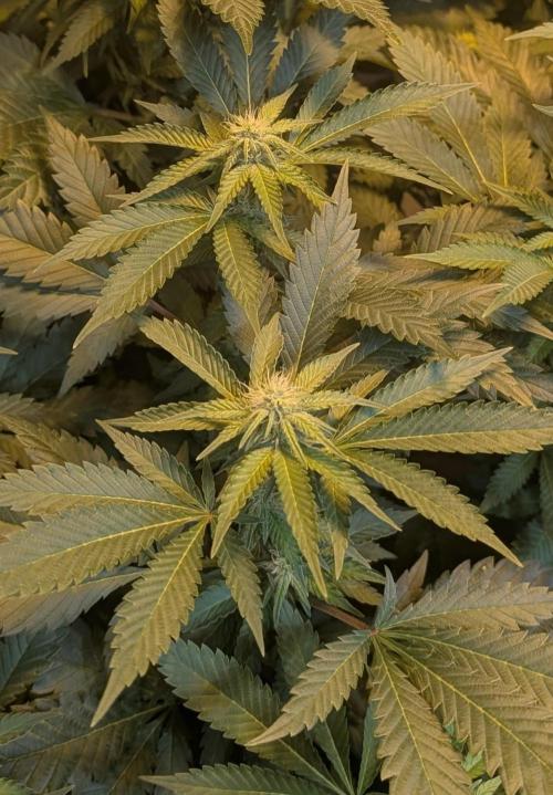 Forbidden Fruit. Week 22