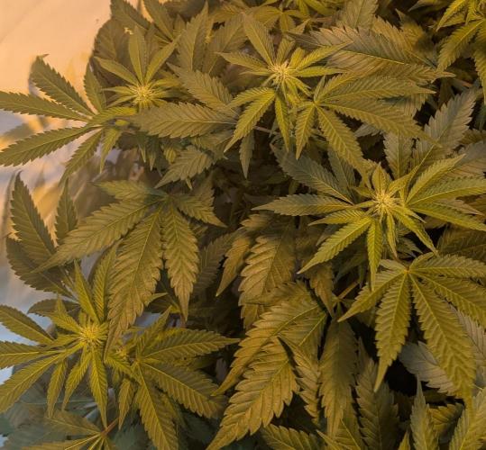 Forbidden Fruit. Week 22