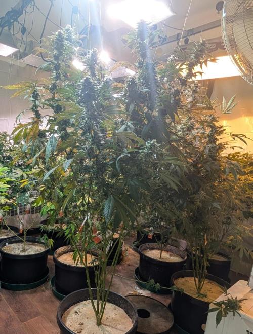 Super Boof. Week 23