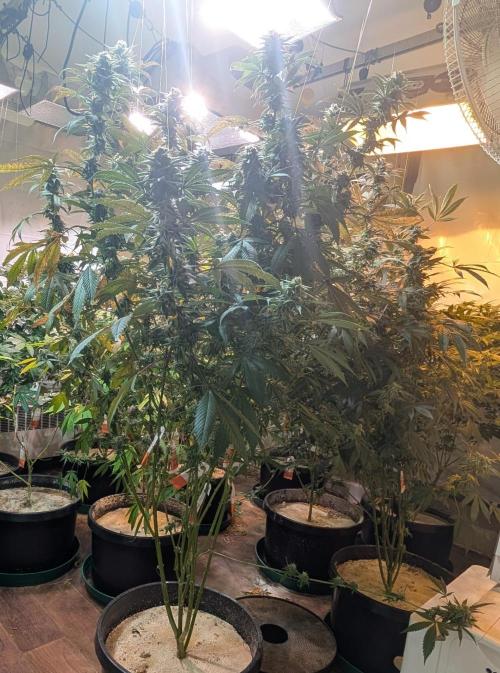 Super Boof. Week 23