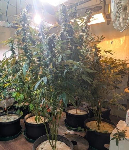 Super Boof. Week 23