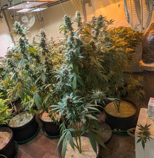 Super Boof. Week 23