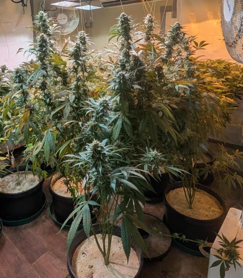 Super Boof. Week 23