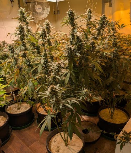 Super Boof. Week 23