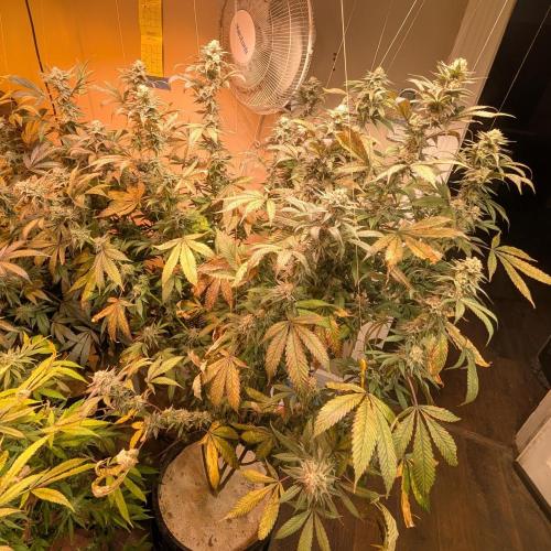 Super Boof. Week 23