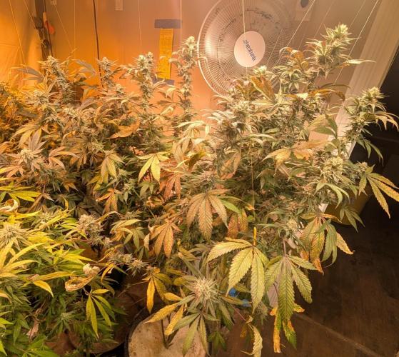 Super Boof. Week 23