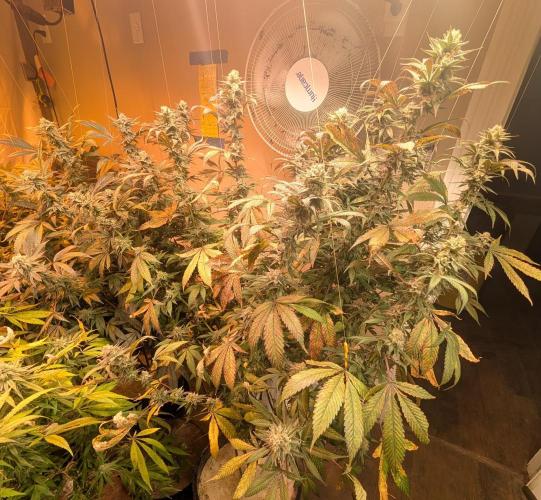 Super Boof. Week 23