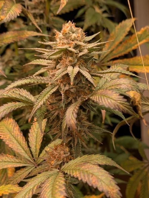Super Boof. Week 23