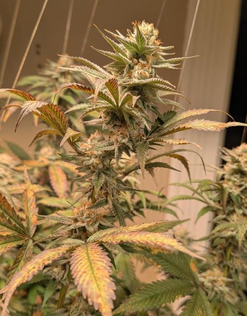 Super Boof. Week 23