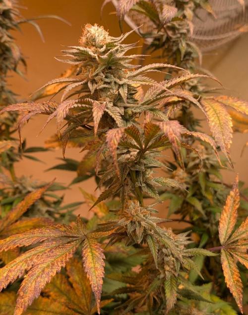 Super Boof. Week 23