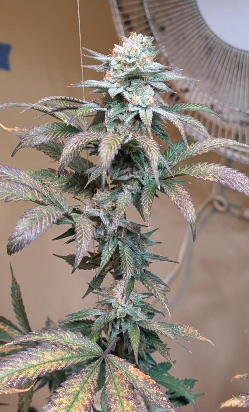 Super Boof. Week 23