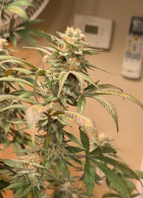 Super Boof. Week 23