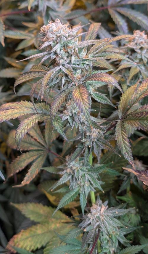 Super Boof. Week 23