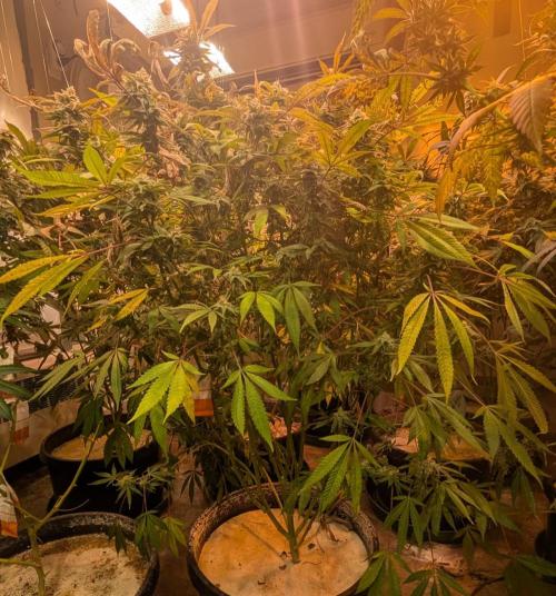 Sunset Sherbet. Week 23