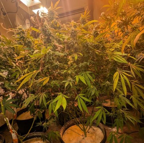 Sunset Sherbet. Week 23