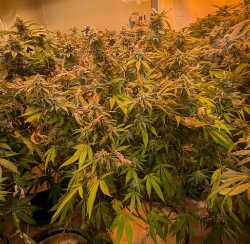 Sunset Sherbet. Week 23